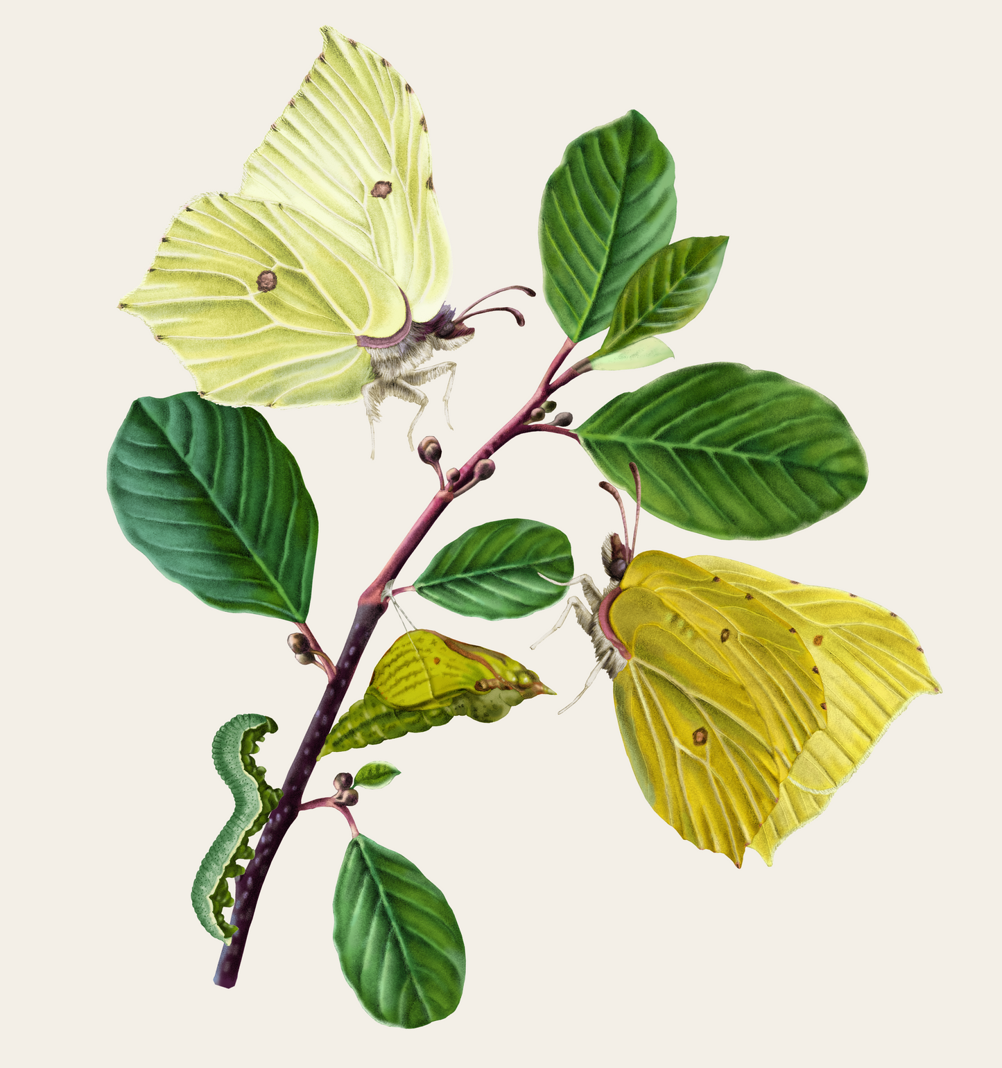 Citronfjäril