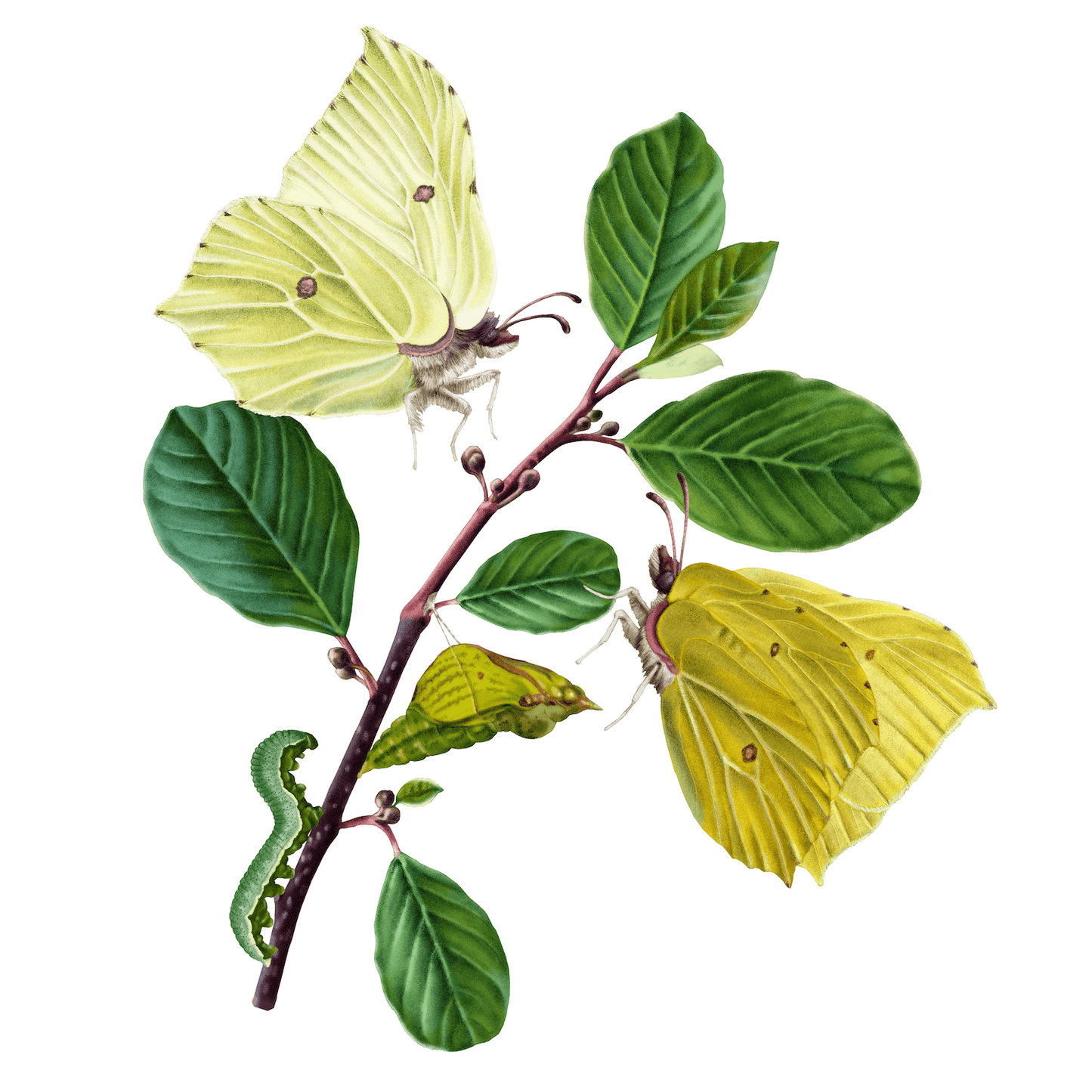 Citronfjäril