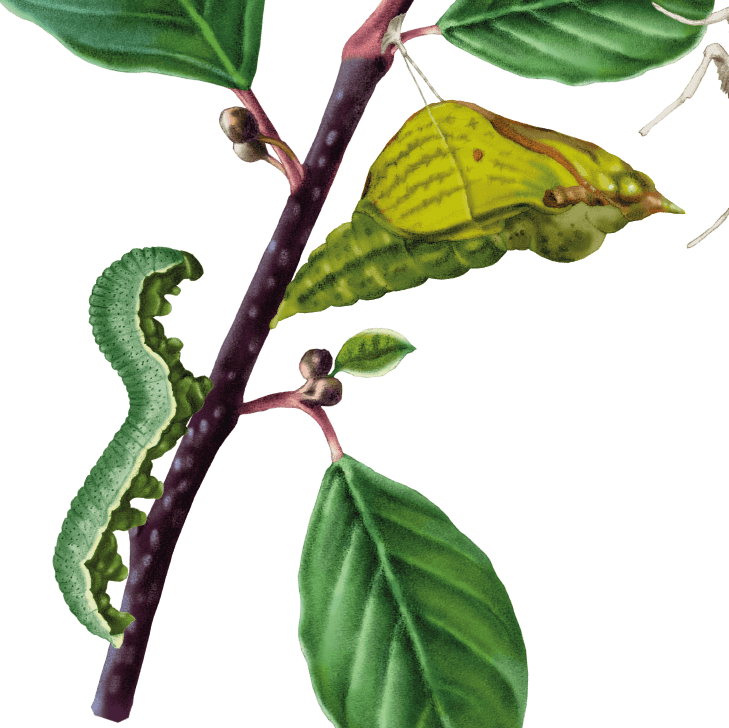 Citronfjäril