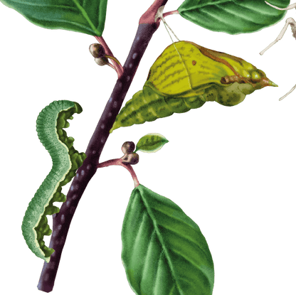 Citronfjäril