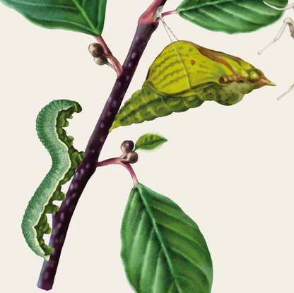 Citronfjäril